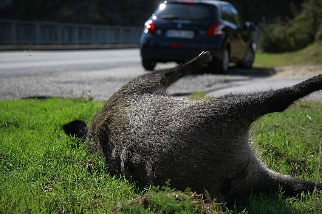 Un jabalí muerto en el arcén de la carretera, en Ourense