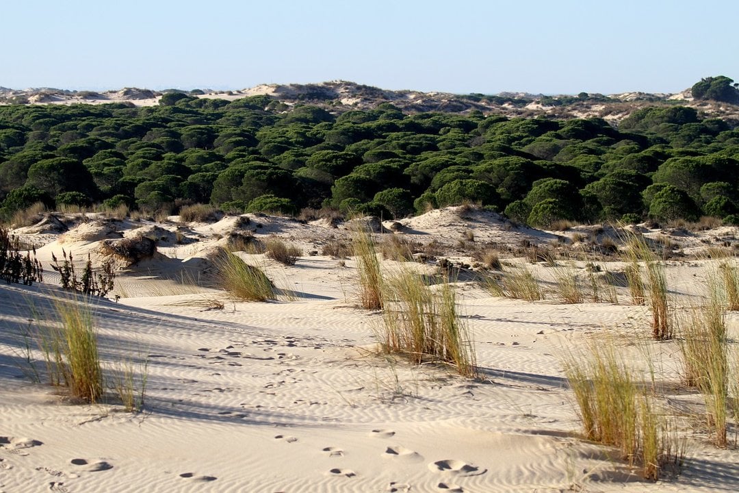 Parque Nacional de Doñana, la mayor reserva natural de España y de toda Europa.