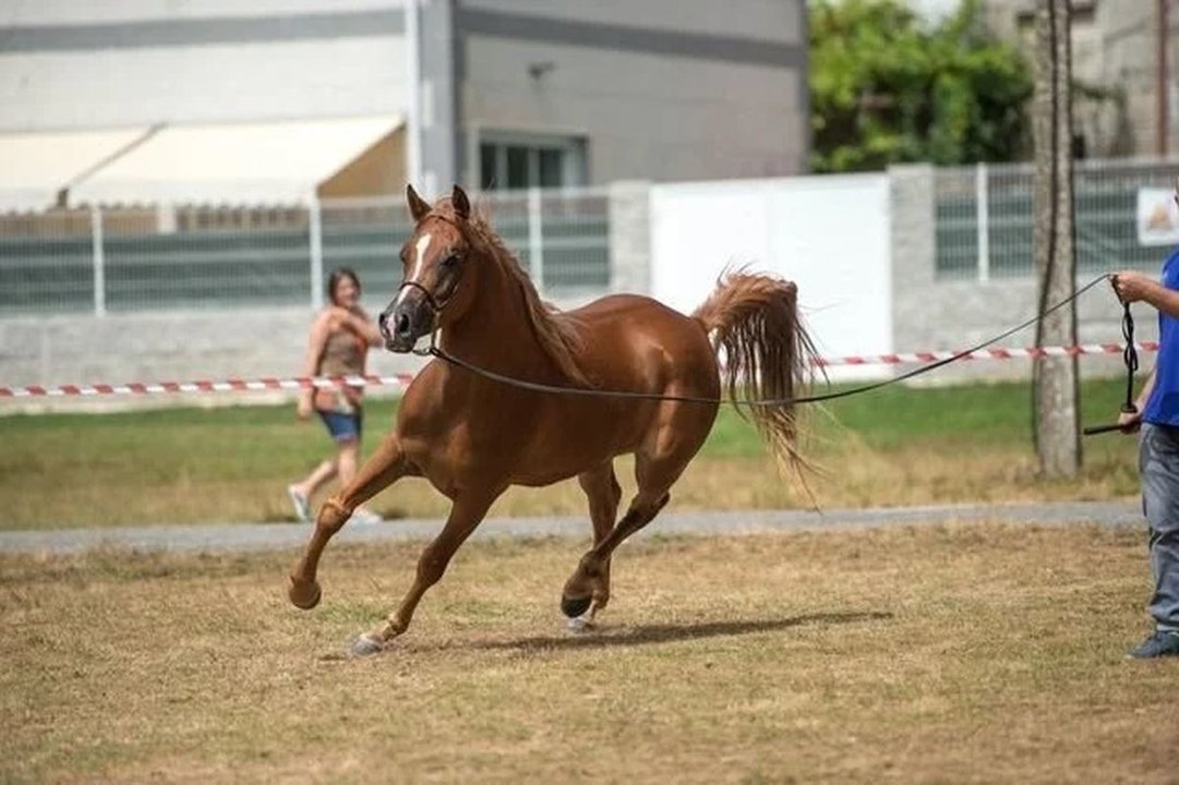 Uno de los caballos participantes en la edición del año pasado de la Festa do Cabalo.