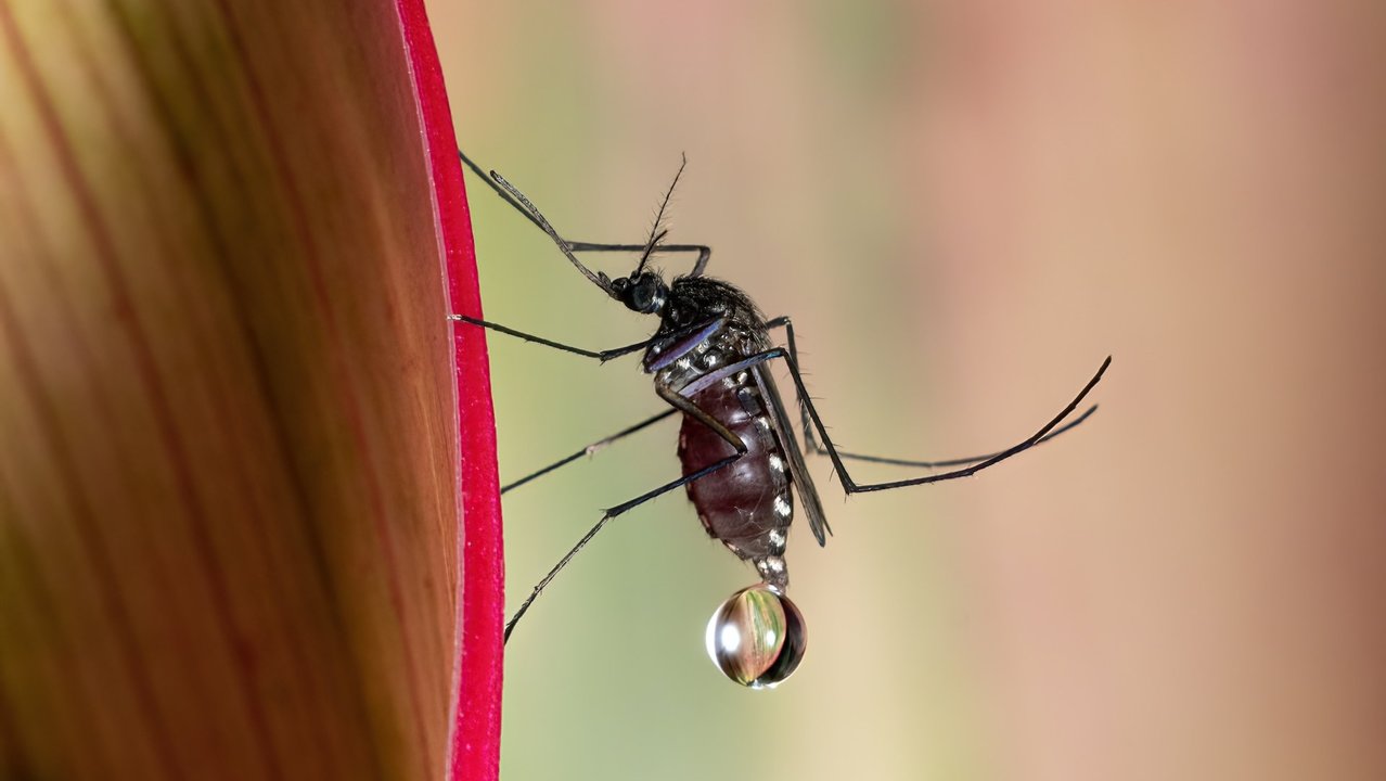Un mosquito (UNSPLASH).