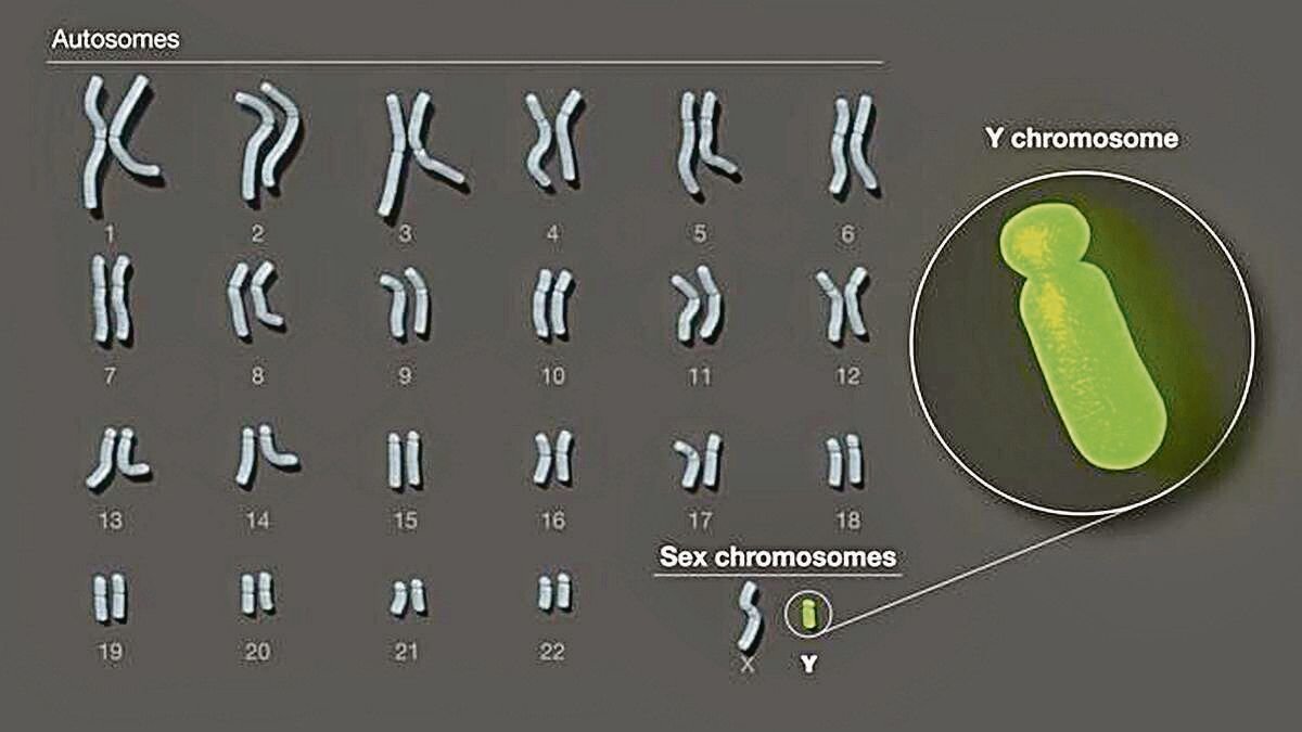 Genoma humano.