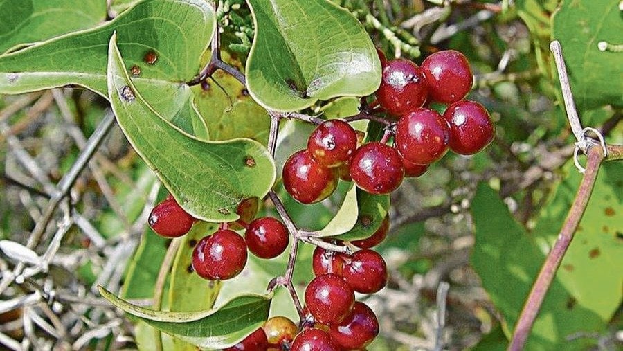 Una planta con varios frutos.