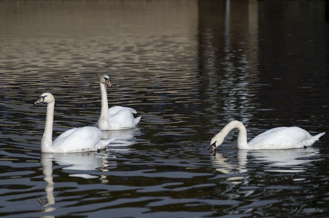 Imagen de los tres cisnes, nadando en el embalse de Cachamuíña.