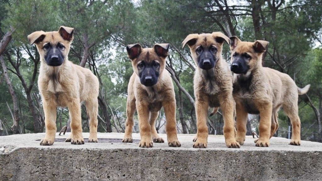 Los cachorros de pastor belga que buscan hogar de acogida (Guardia Civil).
