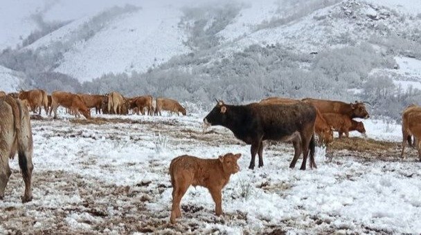 Rebaño de vacas del ganadero Jorge Prada, en los campos nevados de A Veiga.