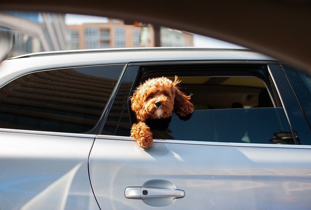 Perro dentro de un coche. Imagen de archivo. Pixabay