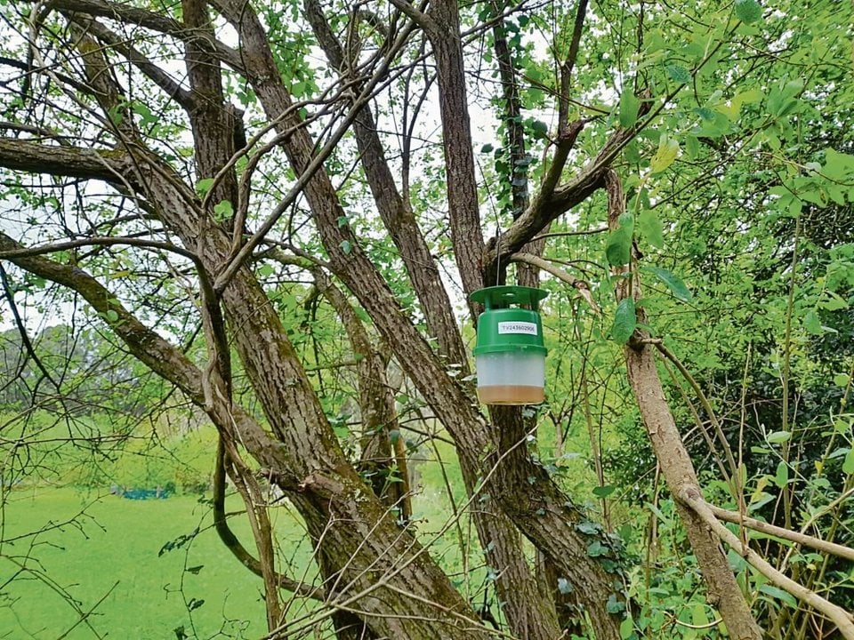 Uno de los dispositivos colocados en un árbol en el que puede haber velutinas.