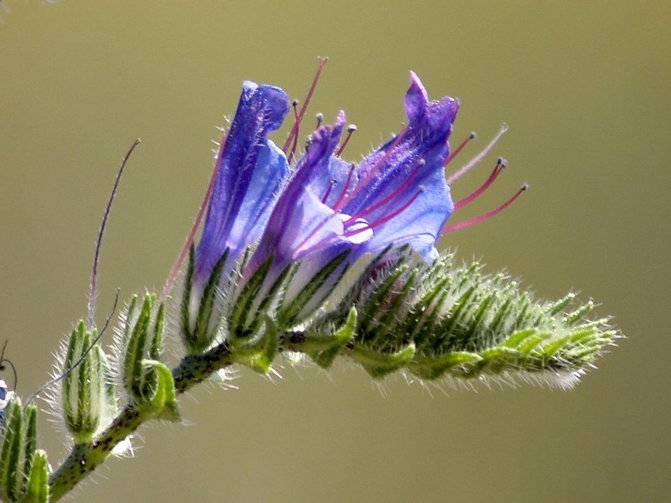 Un ejemplar con sus características flores violáceas.