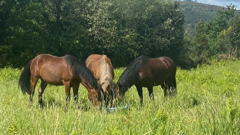 Una manada de caballos salvajes en Padrenda, con la yegua Tina en el centro.