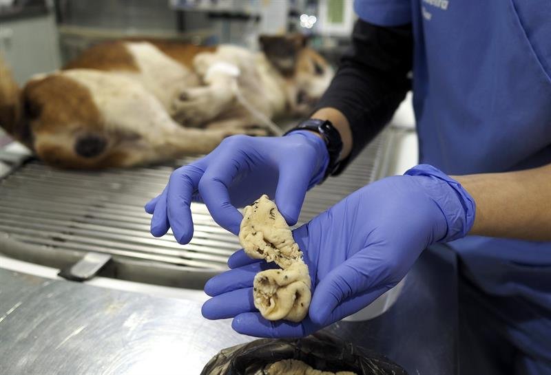 Una muestra del cebo empleado con veneno con el que ha muerto envenenado un perro esta noche. (EFE)