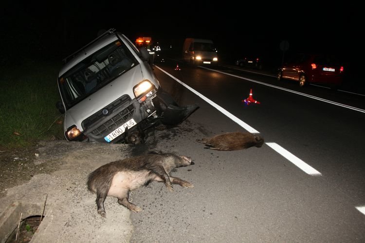 Resultado de imagen de accidentes con animales en la carretera