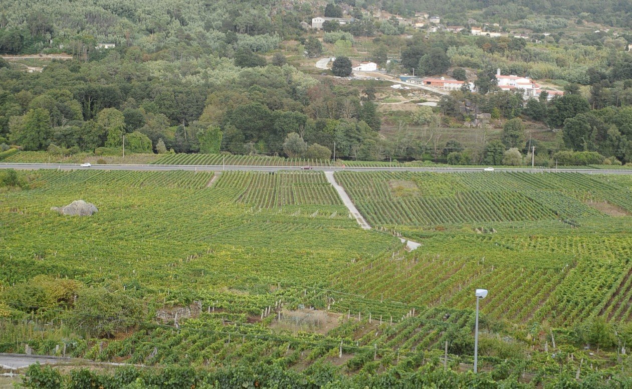 Explotaciones de viñedo en la zona de O Ribeiro.