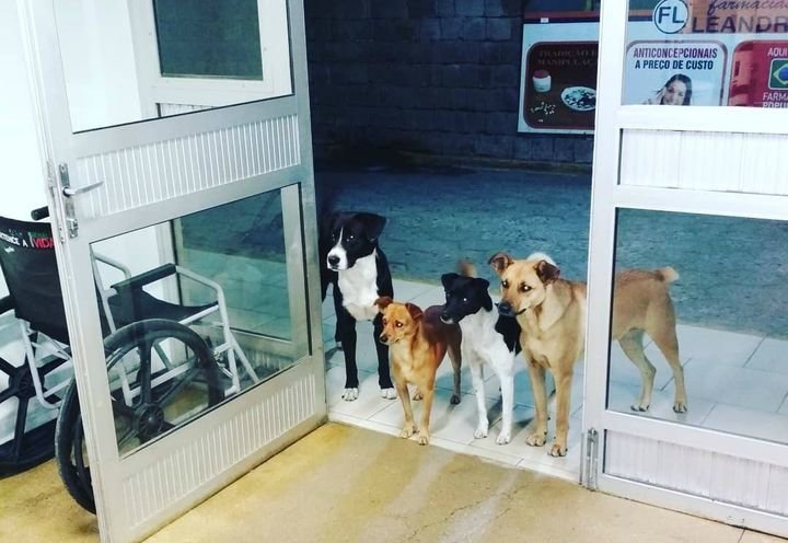 Los animales, esperando por su dueño a la puerta del centro hospitalario.