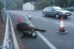 El burro muerto en la calzada tras el impacto del coche.