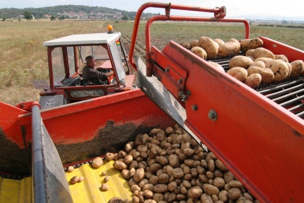 Las labores de recogida de la cosecha de patata en A Limia finalizaron en octubre.