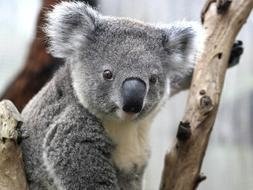 El koala australiano