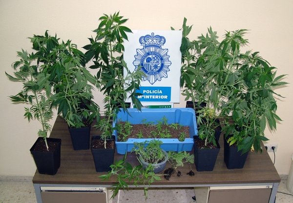 Las plantas de marihuana decomisadas por los agentes.