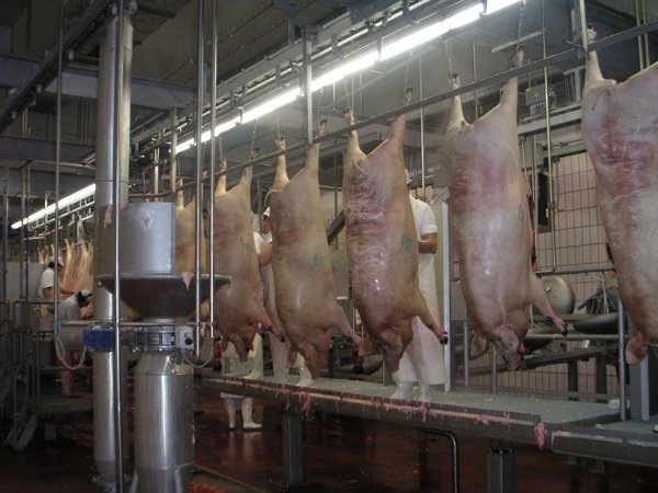 .en el año 2007 el sector porcino fue el productor de carne que 'más sufrió'.