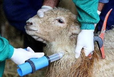 Vacunación de un un ejemplar de oveja para prevenir la enfermedad de la lengua azul