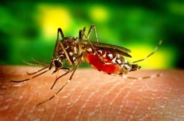 Los mosquitos pueden transmitir enfermedades tan peligrosas como el paludismo.