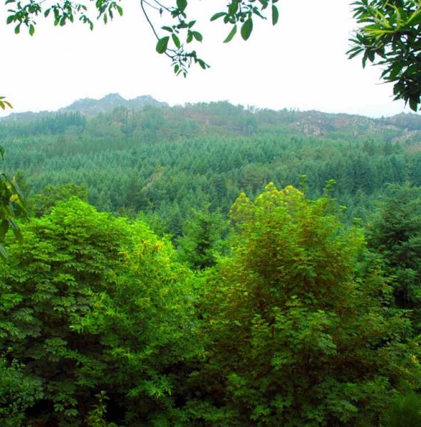 Vista de un frondoso bosque de pinos en Esgos. (Foto: Archivo)