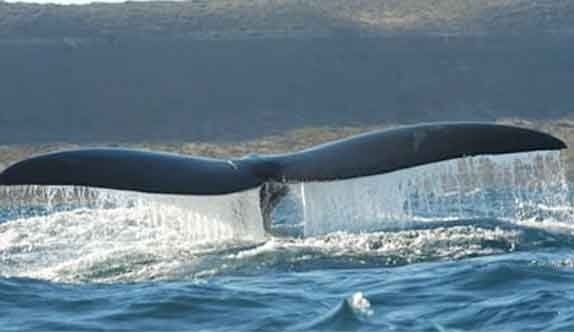 Las ballenas francas australes (Foto: EFE)