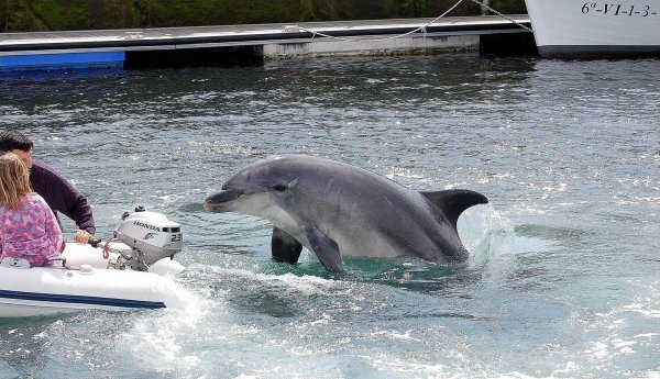 El delfín Gaspar juguetea con gente en Baiona.