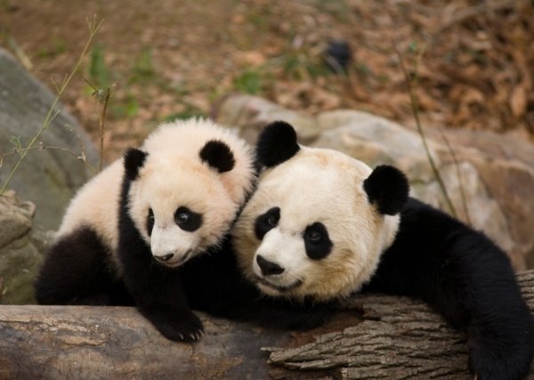 Un par de osos panda