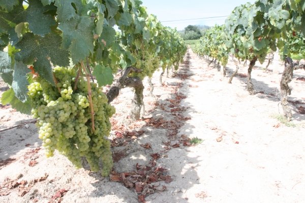  Grandes racimos de uvas cuelgan en un viñedo ubicado en la comarca de O Ribeiro. (Foto:  Miguel Angel)