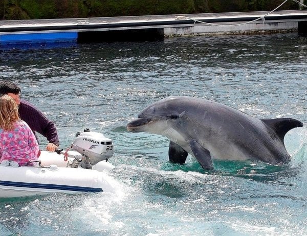 Vista del delfín 'Gaspar'. (Foto: Archivo )