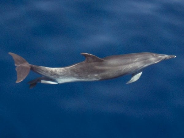 Fotografia del parto del delfin mular. (Foto: efe)