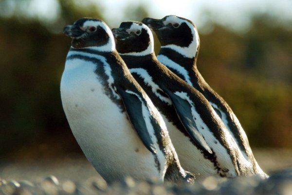 Imagen de tres pingüinos. (Foto: EFE)