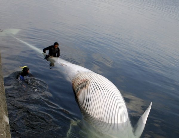 Dos buceadores inspeccionan la ballena en el puerto de Marín. (Foto: EFE)