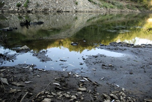 Decenas de truchas muertas en la ribera del río Ulla, a su paso por Touro. (Foto: Xoan Louzao)