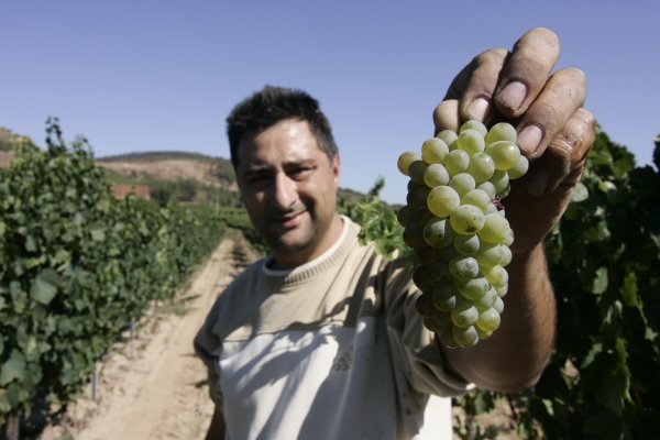 Recogida de la uva en un viñedo de Oímbra. (Foto: Marcos Atrio)
