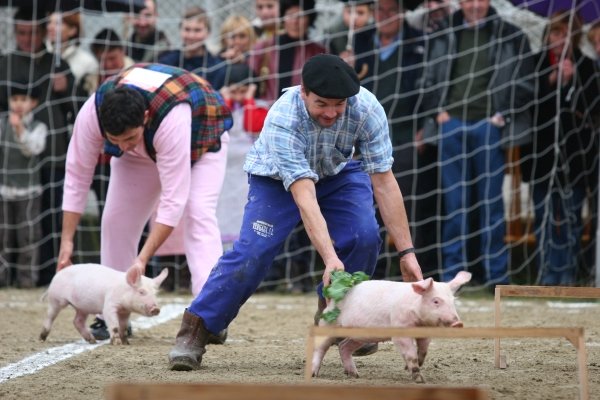 Una imagen de la disputada carrera de cerdos, en el circuito de Quins. (Foto: Xesús Fariñas)