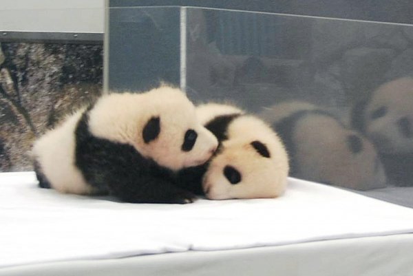 Imagen de los pequeños gemelos panda. (Foto: EFE)
