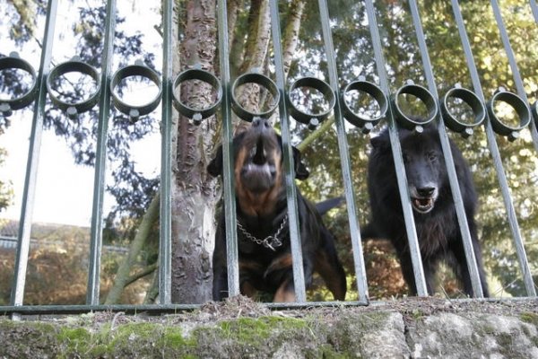 Dos perros en una de las viviendas de Ramirás. Los ladrones les dan comida para entretenerlos. (Foto: Miguel Ángel)