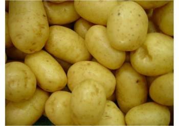  Patatas de A Limia, que este año tienen problemas de distribución. (Foto: X. Fariñas)