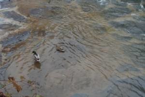 Patos en el arroyo Cigüeño