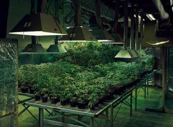 Imagen de un invernadero dedicado al cultivo de marihuana.