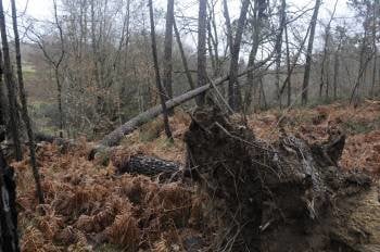 Árboles derribados por el temporal en el monte comunal de A Costa. (Foto: Martiño Pinal)