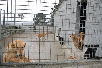 Un grupo de cans no refuxio municipal de animais ubicado no monte de A Medela. (Foto: Martiño Pinal)