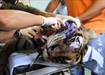 Un grupo de veterinarios le practica una cirugía al tigre Sócrates, de 20 años. (Foto: CARLOS ORTEGA)