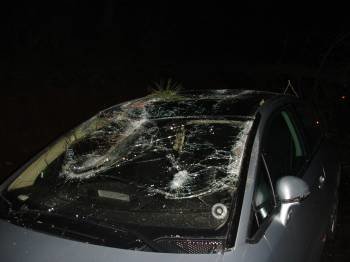 Estado en que quedó el coche sobre el que cayó un pino, en la carretera de Córgomo (Vilamartín)