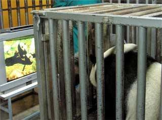 Un osos panda viendo la televisión. (Foto: ARCHIVO)