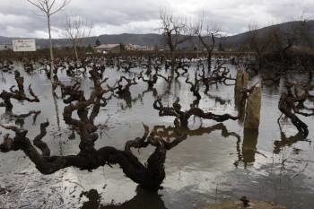 Estado en el que quedaron viñedos como este de Monterrei por las lluvias caídas. (Foto: XESÚS FARIÑAS)