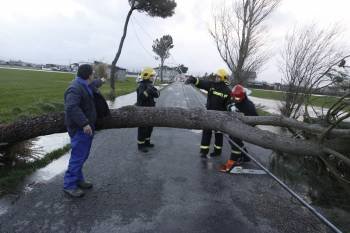 El temporal derribó árboles en febrero en Xinzo. (Foto: XESÚS FARIÑAS)
