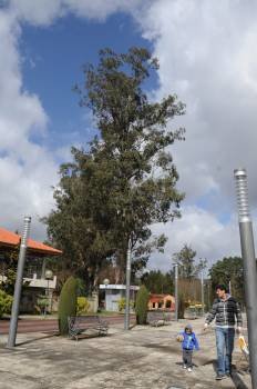 Los eucaliptos, en la entrada principal del Parque municipal. (Foto: MARTIÑO PINAL)