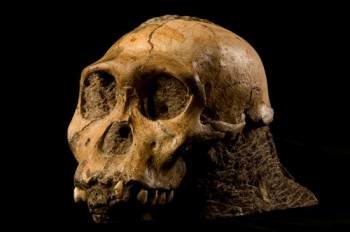 Cráneo de la nueva especie bautizada Australopithecus sediba. (Foto: EFE)